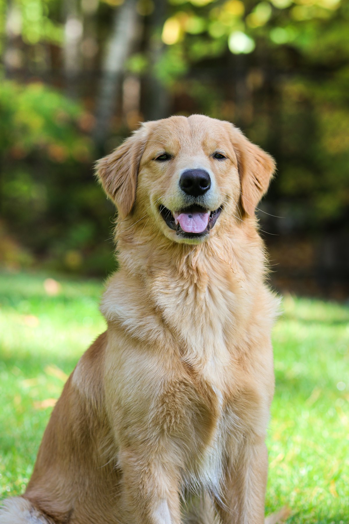 A trained service dog, the kind paired with 10th Mountain veterans through the program